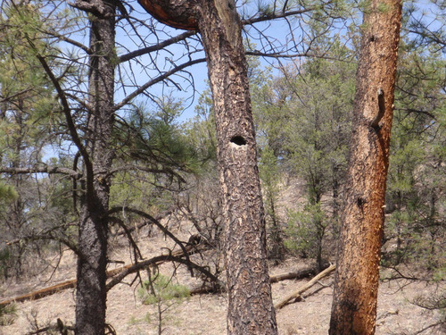 the nesting hole was empty.